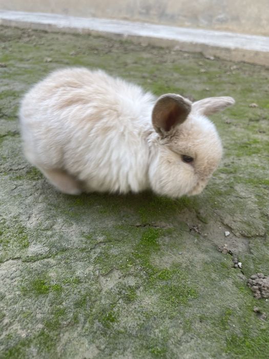 Karlik quyon baran zotor