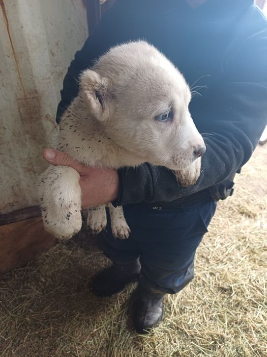 Продам щенят алабай