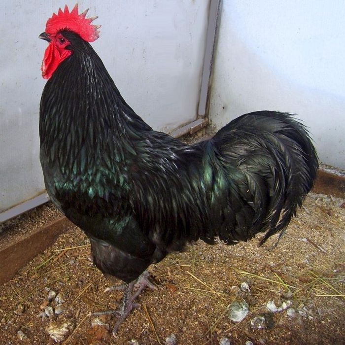 Астролорп румыния ва джерси гигант тухумлари сотилади.