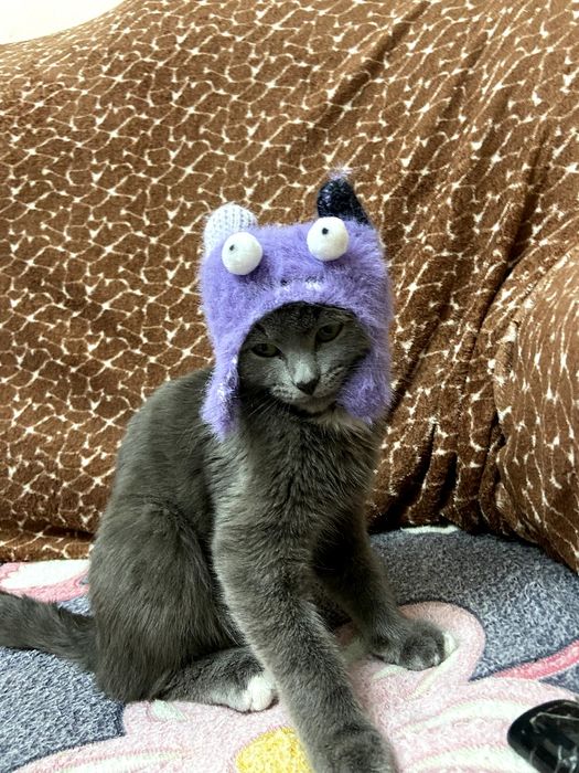 Отдадим кота в добрые руки