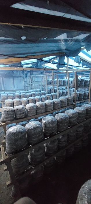 Вешинки   Грибы. Семена КА  17  штп