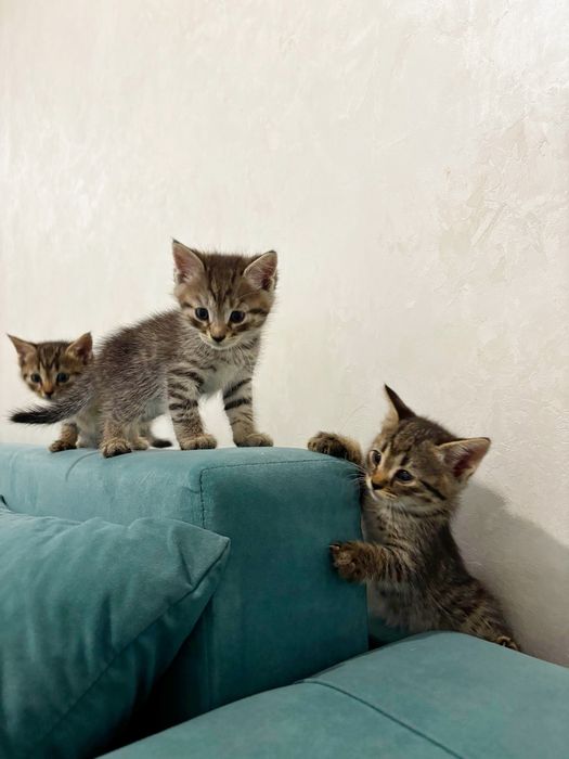 Котята скоттиш страйт