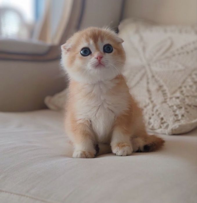 Шотландский вислоухий золотой котенок