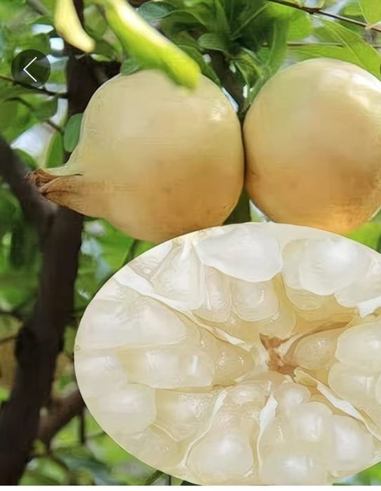 Саженцы с белыми плодами