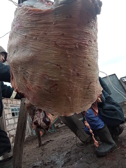 Семіз қырдын малы бар