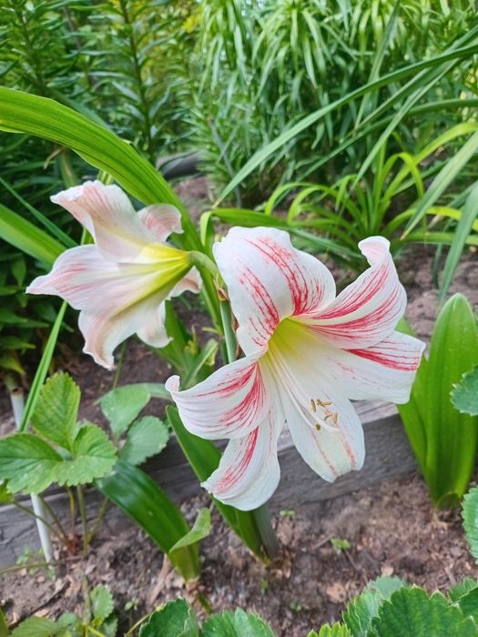 Амарилис красный и белый