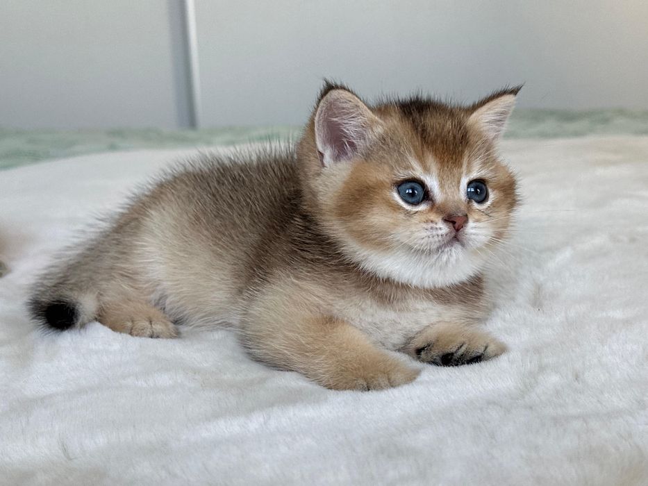 British golden ticked tabby