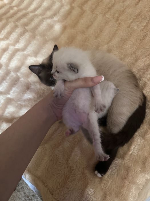 Отдам котят в добрые руки симские