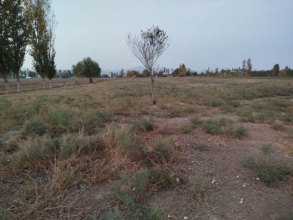 Toza yer joyi tomorqa