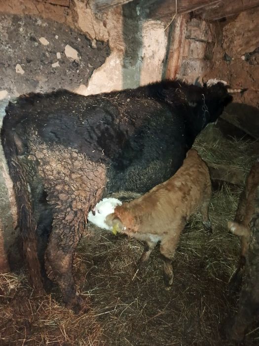 Продам две коровы с телятами