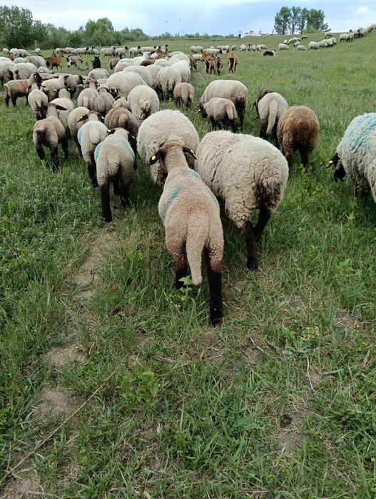 Vând miei bine întreținuți