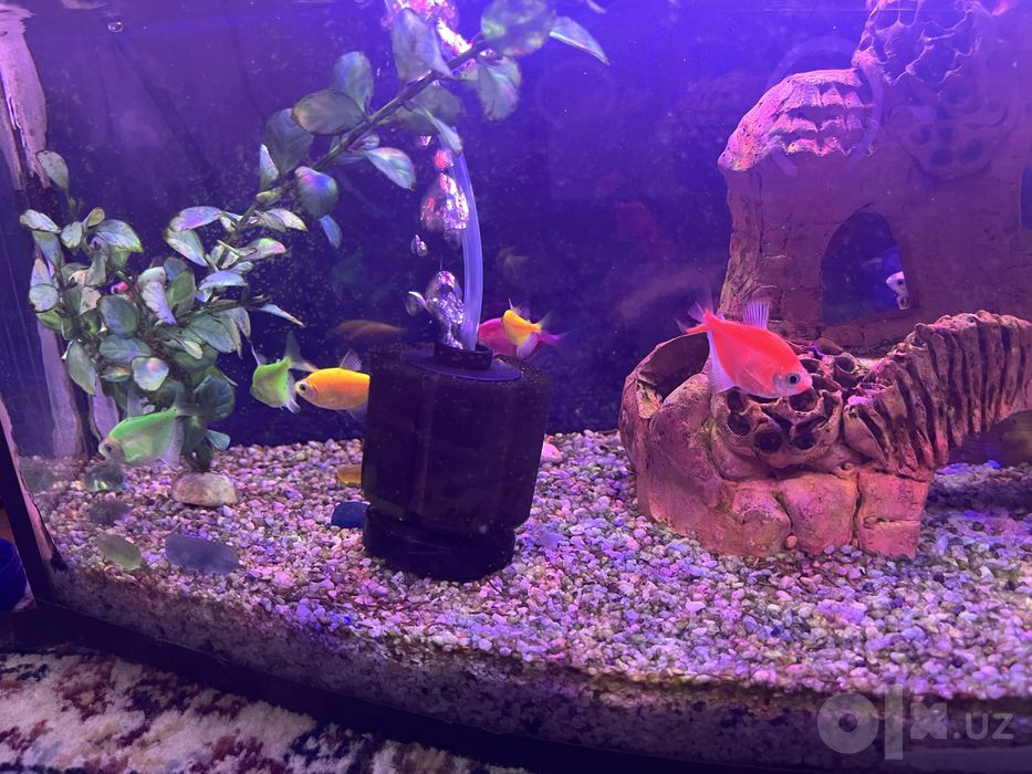 Akvarium baliqlar kislorod compressor kompressor