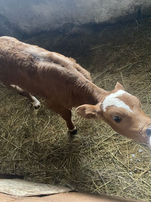 Продам телочку от малочной каровы