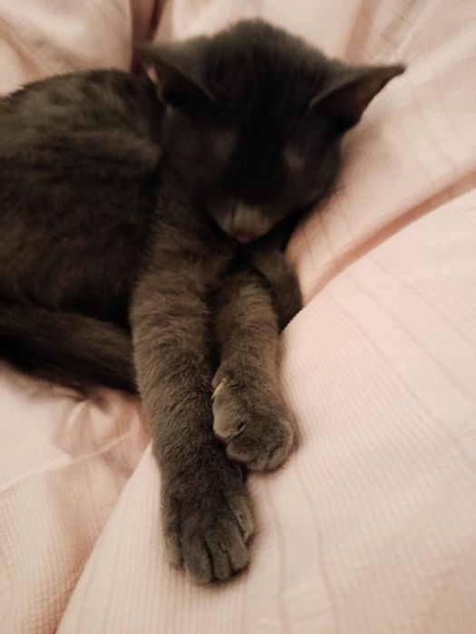 Кошка порода карат