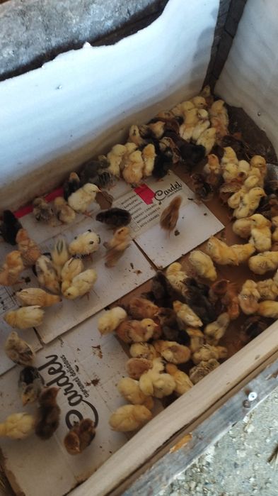 Продажа бройлеры