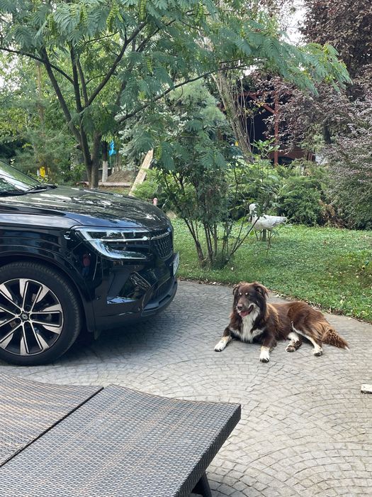 Donez câine Ciobănesc australian