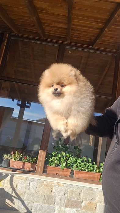 Мини Померан момче