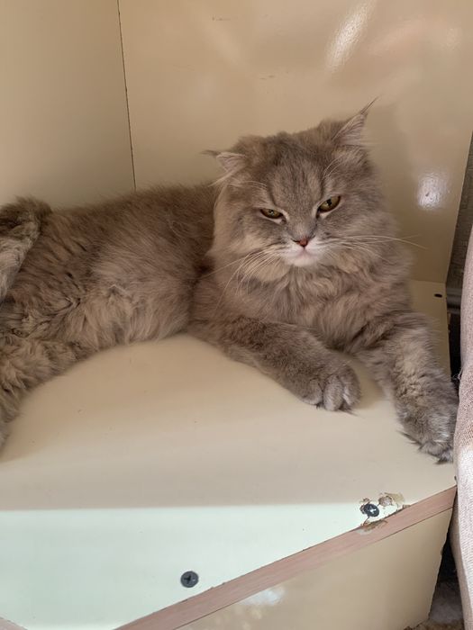 Хайленд фолд