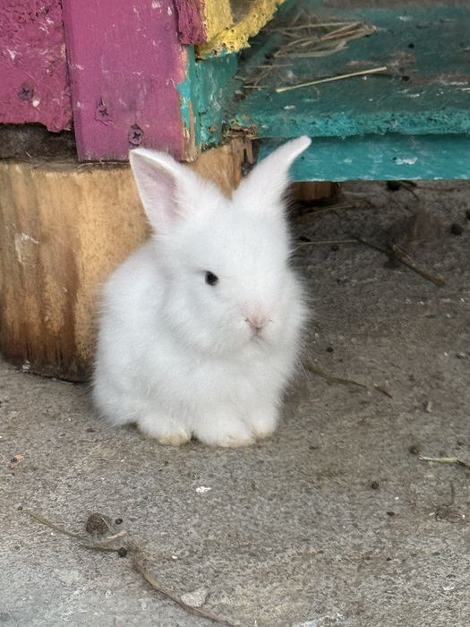 Iepures special cap de leu Angora ochi albastrii