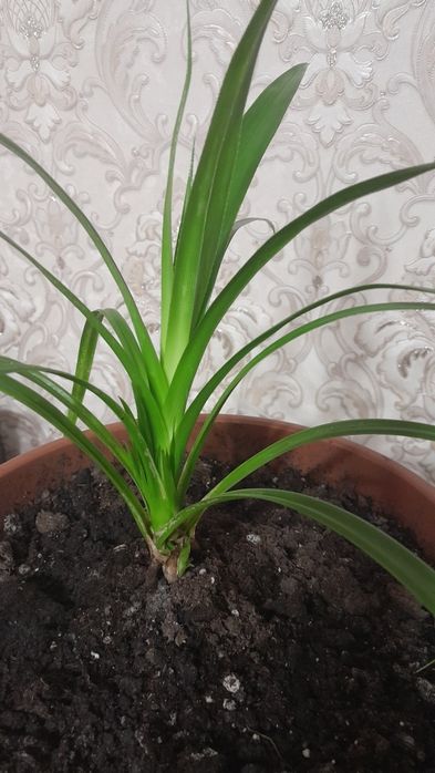 Продам цветок хлорофитум