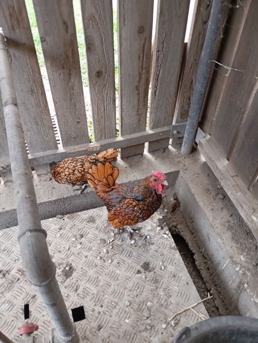 O pereche de sebriht un cocos și o puicuța