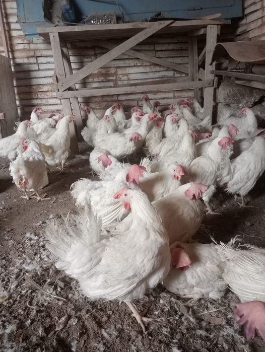 Продам несушки .Тауык несушки сатылады