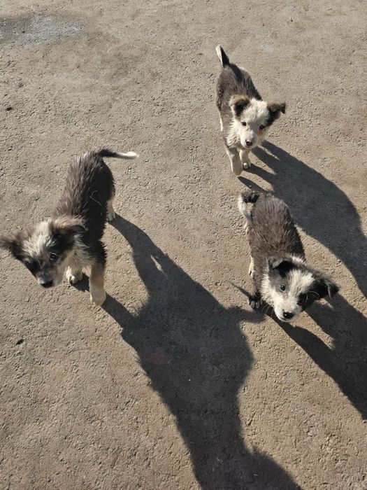 Отдам 3 щенков в хорошие руки!