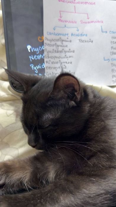 Котята даром в добрые руки