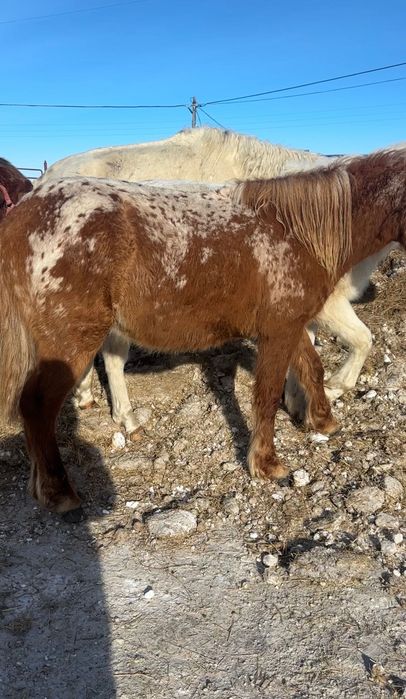 2 Кунандар  1 Тай Шубар