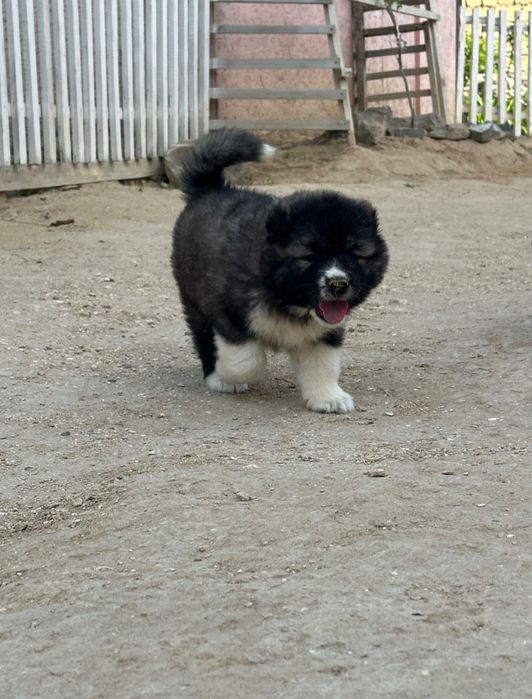 Щенки!!Кавказцы!!