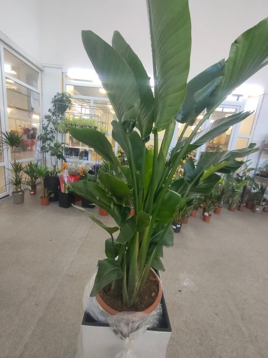 Большие цветы для офисов