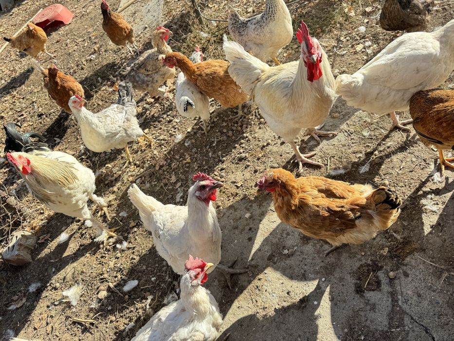 Тауықтар сатылады