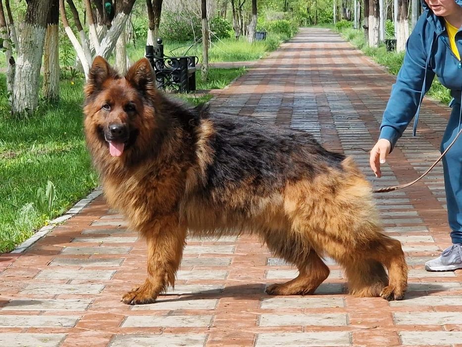 Предлагается для вязки.