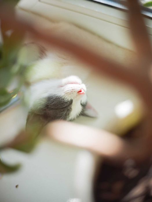 Котёнок Бруно, мальчик 4 месяца