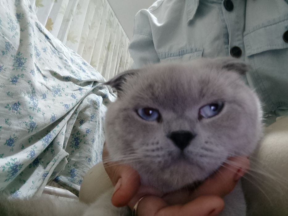 Mushuk "Scotish Fold" sotiladi