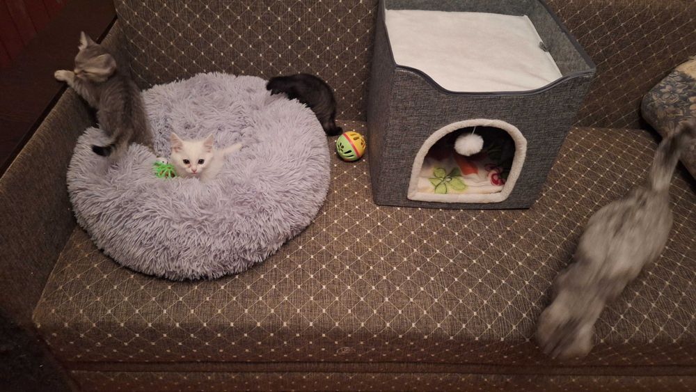 Котята  2 месяца
