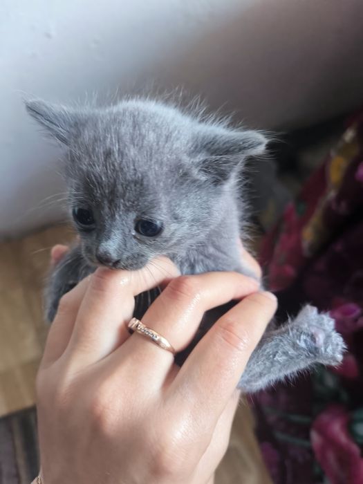 Котята на добрые руки