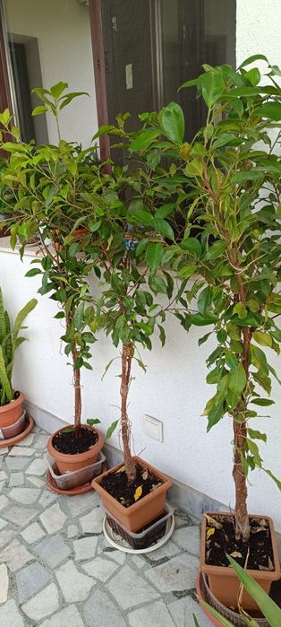 Фикус Бенджамин Microcarpa 145-135см.