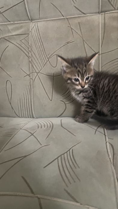 Отдам котят 2 мальчика