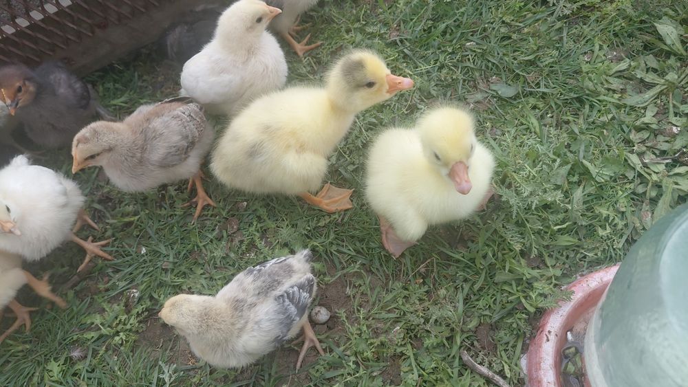 Гусята гуси продам