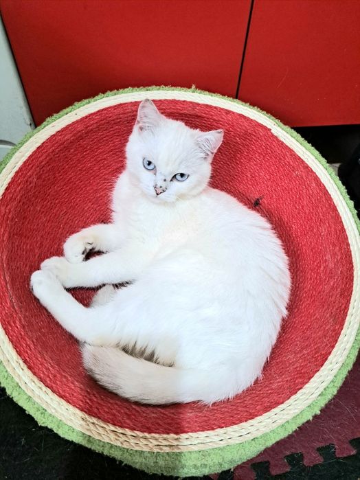 Шотландско котенце