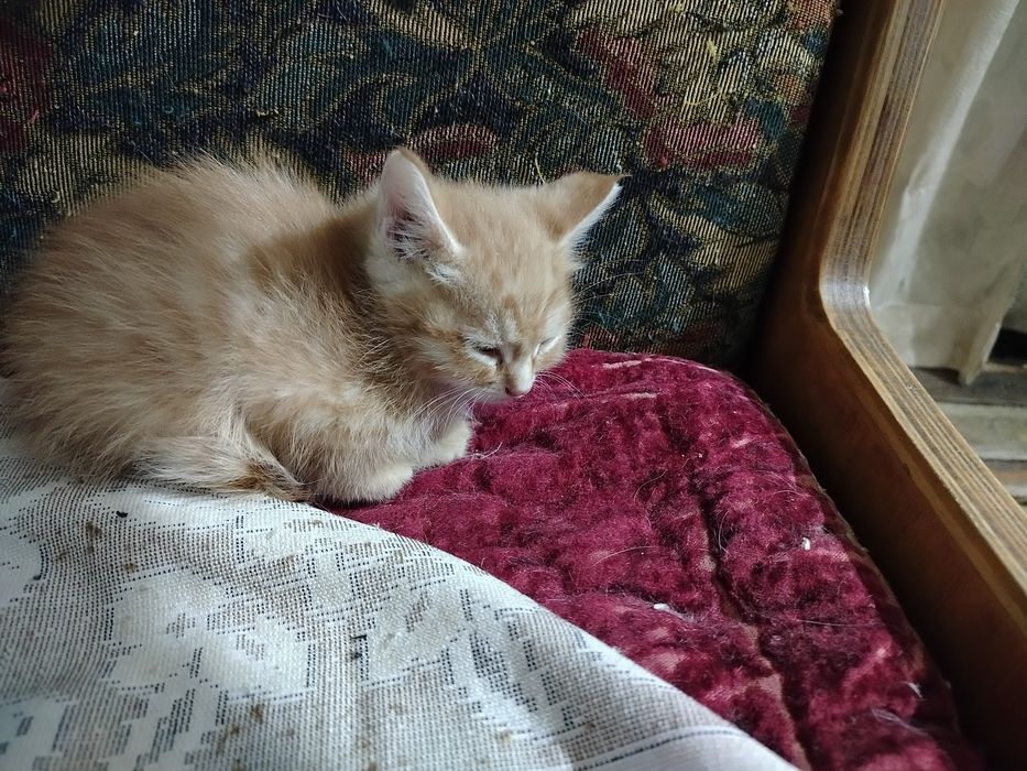 Одам двоих котят
