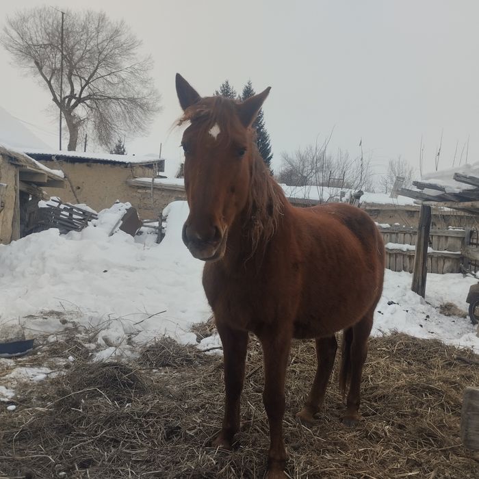 5 ту бие сатылады