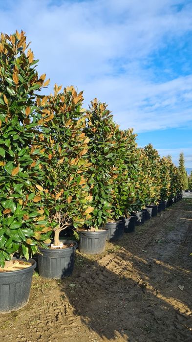 Magnolia grandiflora