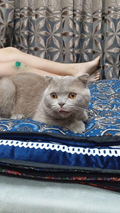 Кот британский вислоуха