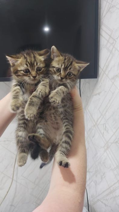 Отдам котёнка мальчик