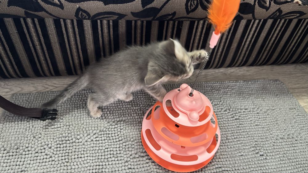 Котята мальчики и девочка. 30го будет 2 месяца.