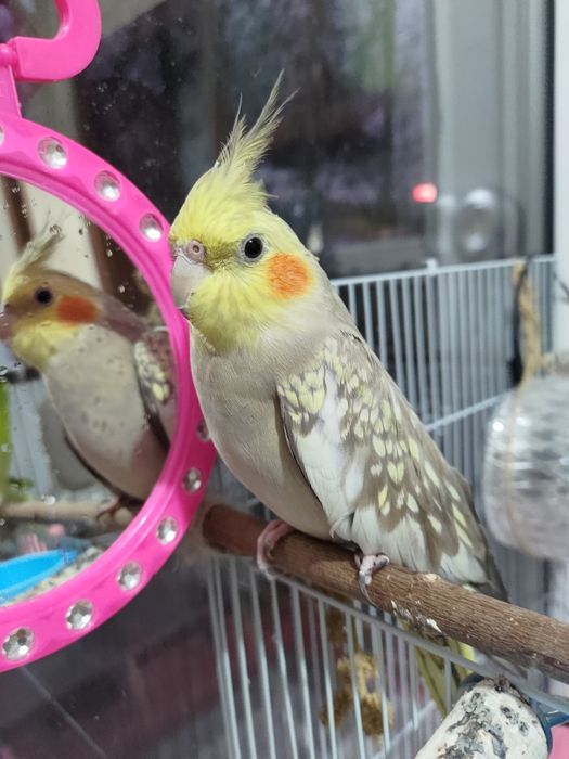 Попугайчик 1 год.