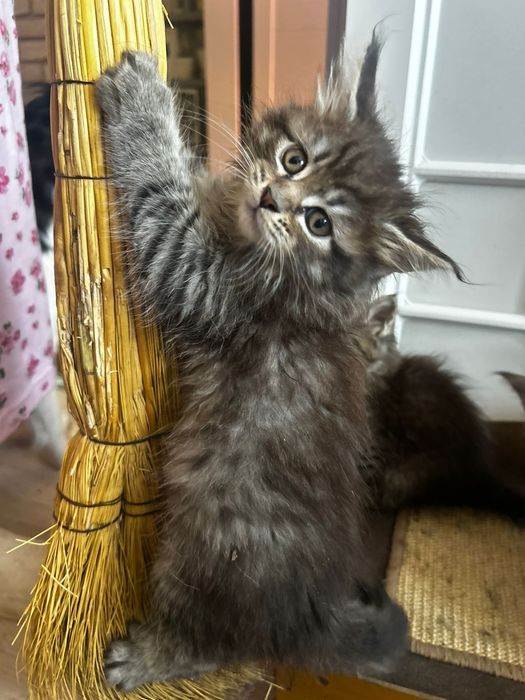 Мейкуны продаются