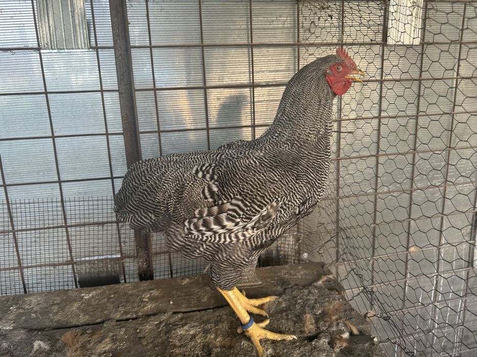 New Hampshire - Playmouth Rock Barat